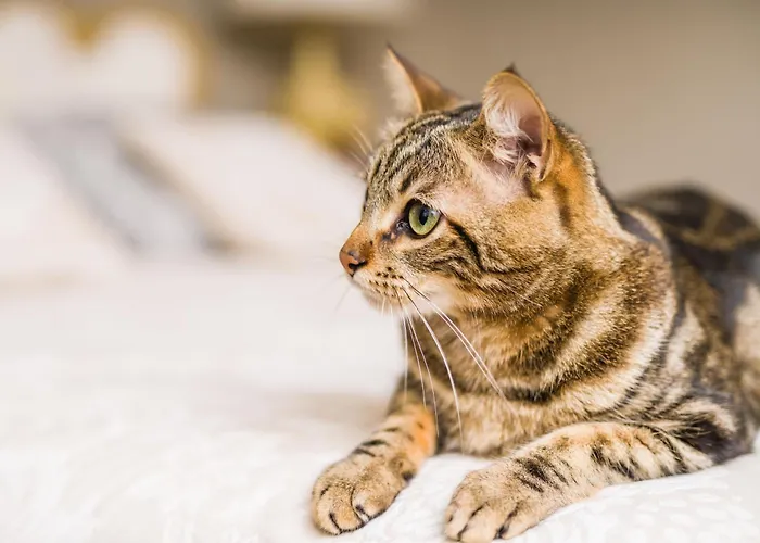 Playa 3000 Διαμέρισμα